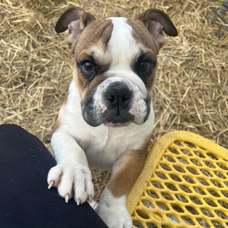 Loyal K9 Rescue Bulldog